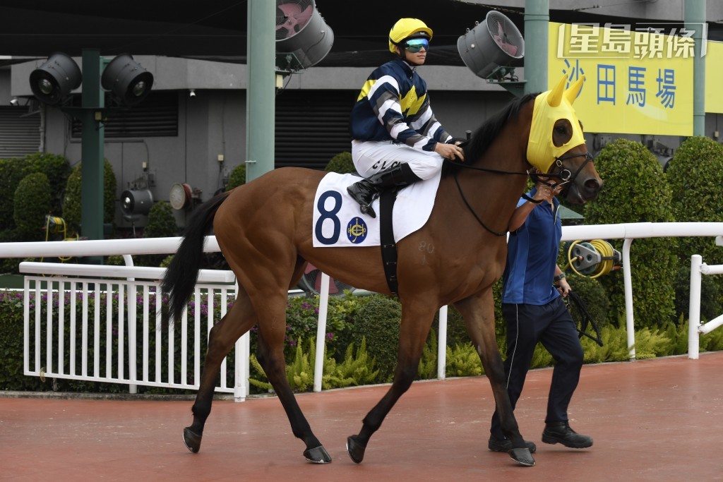 「首駿」(圖)上星期於千二米，排十四檔後上得第九，今戰相隔一周增程千四米，排得二檔起步，成績如何？