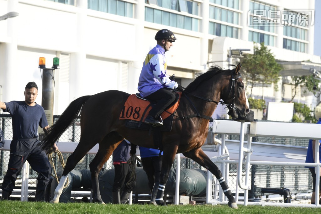 本周日沙田賽事，陳國泰和太太李妮名下的「紫荊傳令」(圖)，將在港初次登場，出戰第十一場周日第五場三班千二米。