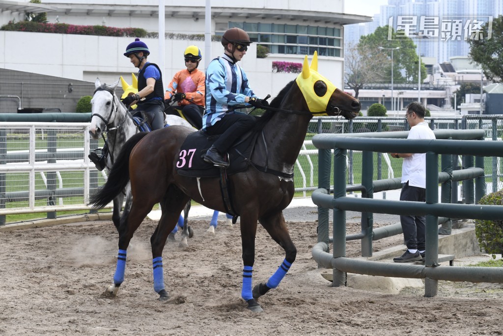 桂廄「銳一」(圖) 季內在千四和千六米拚失後，上仗轉跑泥地千二米後上奪亞，為轉倉以來成績最佳。