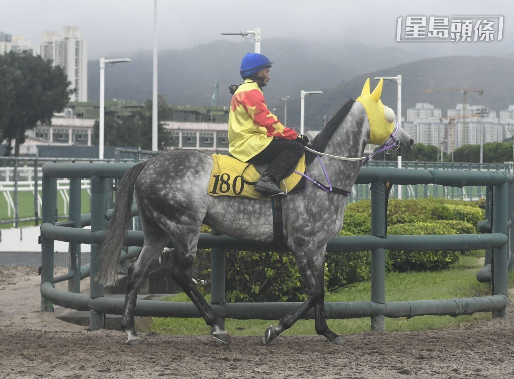 史昊洺表示「駿先生」(圖) 今季初出，沒有抱太大期望，會持平常心，最重要馬兒健康，如果今場有好表現，更是錦上添花。