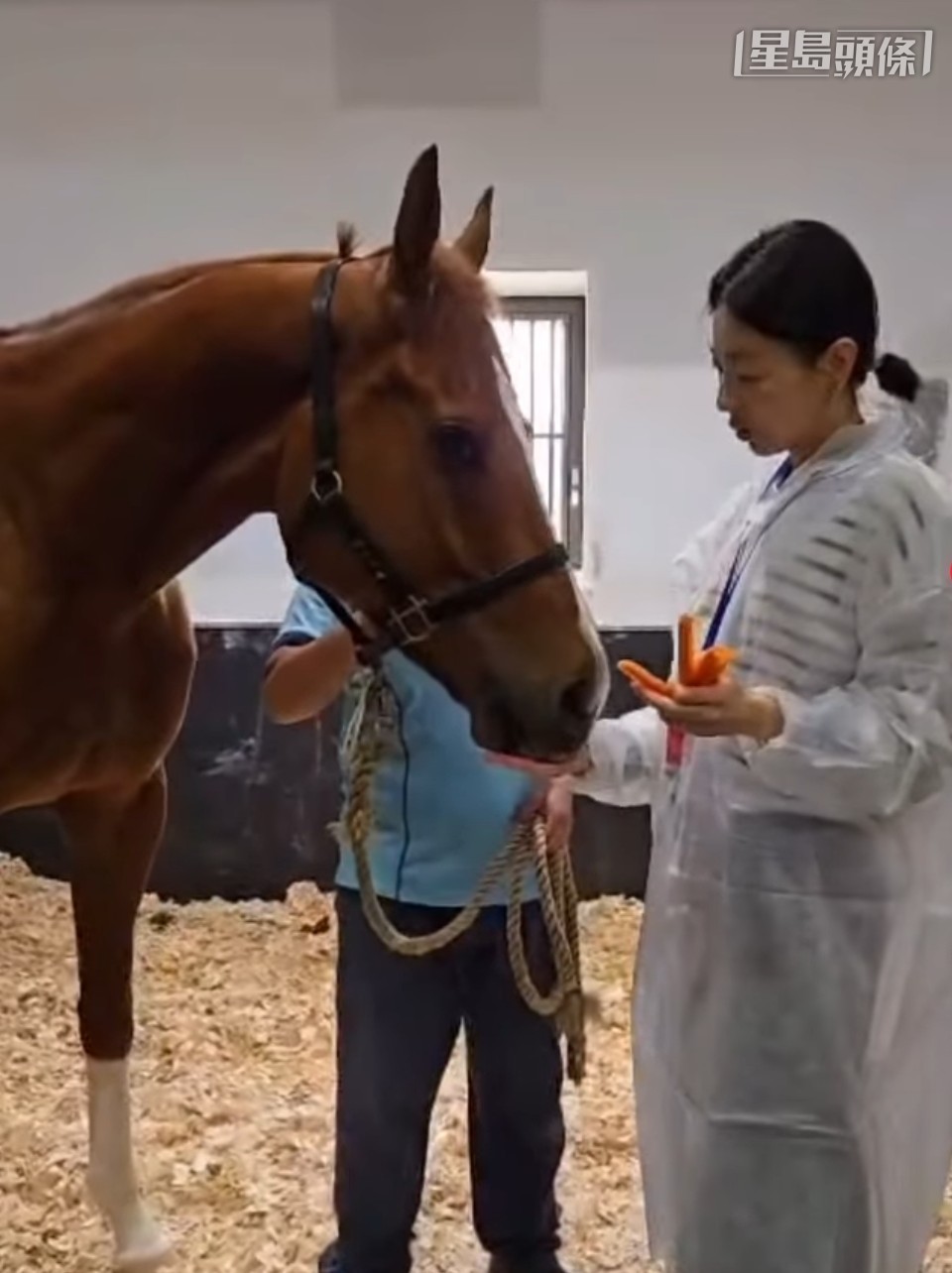 周嘉儀餵馬兒吃紅蘿蔔和幫馬兒按摩,為愛駒打氣。 相片來源:周嘉儀IG 周嘉儀餵馬兒吃紅蘿蔔和幫馬兒按摩,為愛駒打氣。 相片來源:周嘉儀IG
