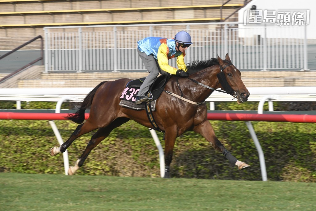 梁錫光個人名下的「嘉應駿馬」(圖)，將配薛恩在周日出戰頭場田草一千米。