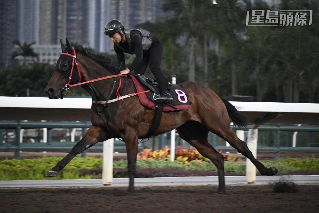 今朝潘明輝為「華麗再勝」出試，期間多次拍馬頸，而且落馬後同接馬的沈集成密斟，足足傾了十分鐘。