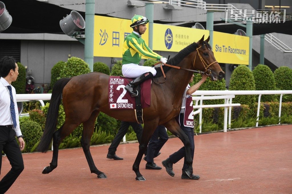 日本赛驹「里见梦境」(图) 将第四次来港，竞逐下周日举行的主席短途奖，马儿上届于此赛以两又四分一马位不敌「嘉应高升」跑第二。