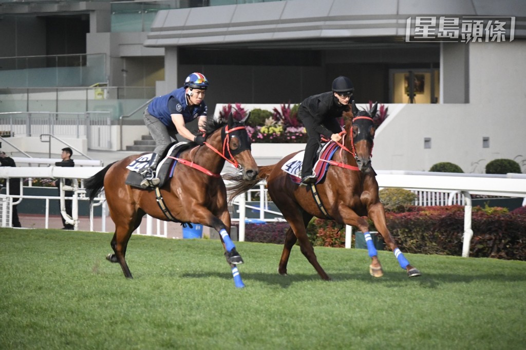 今早沙田晨操，「紫荆盛势」(前) 与厩侣「遨游波士」(后) 在草地拍跳。
