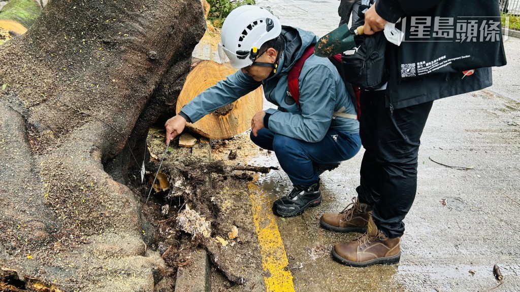 審計署抽查2024年100宗政府土地上的塌樹個案,發現有57%的事故沒有提交塌樹報告。 審計署抽查2024年100宗政府土地上的塌樹個案,發現有57%的事故沒有提交塌樹報告。