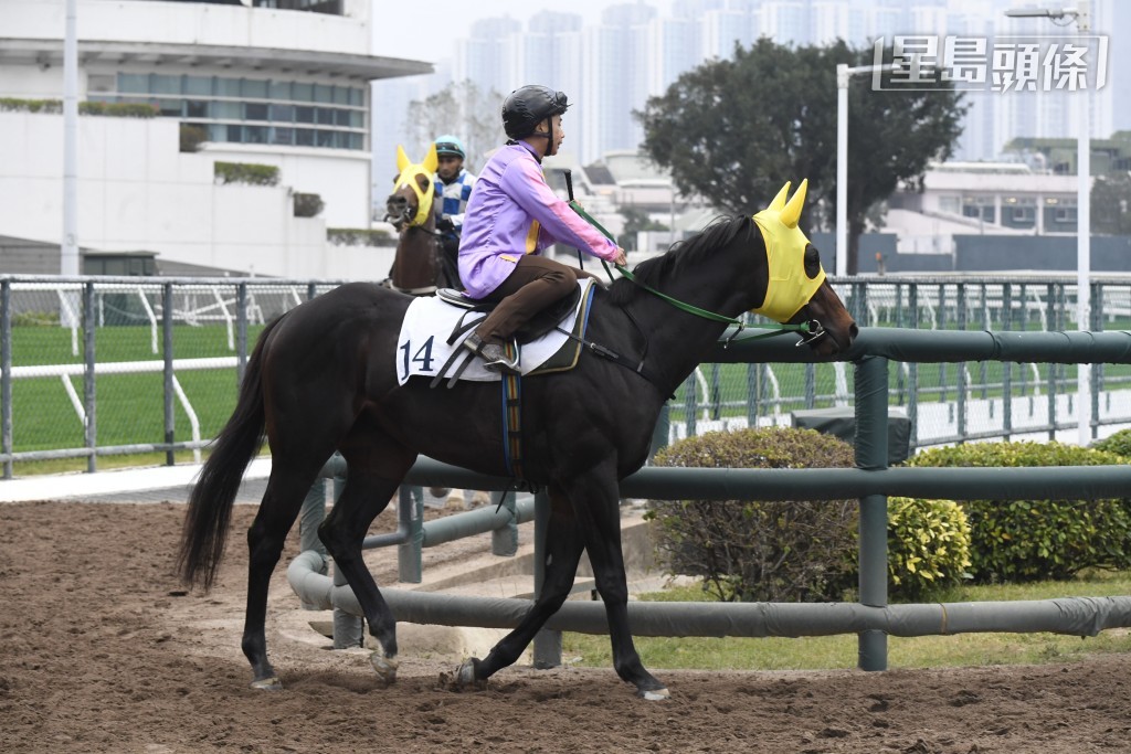 2026年沙田首次賽事，潘明輝將為「玩笑」(圖)、「飛輪霸」、「同有運」、「嘉應奇兵」、「仁者荃承」、「綫路高高」、「怪獸叉燒」、「富貴駒」及「鼓浪飛凡」主轡，力爭好成績。
