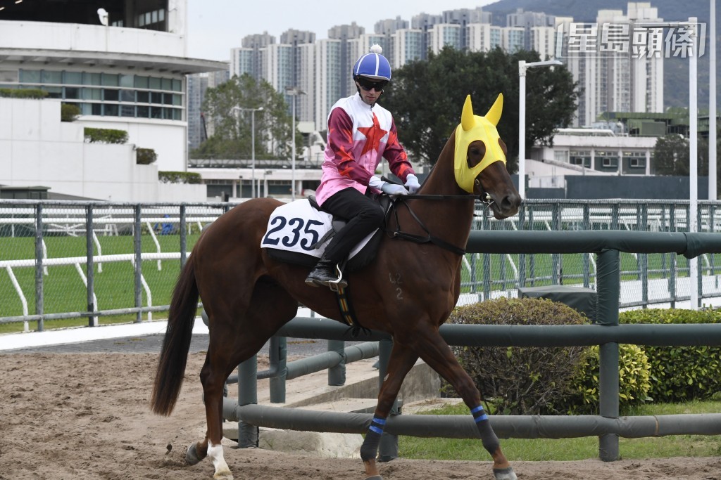   廖康銘周日賽事派出「年少多好」、「千杯不醉」、「大愛無疆」 (圖) 等駒，且看能否為練者贏馬賀壽。