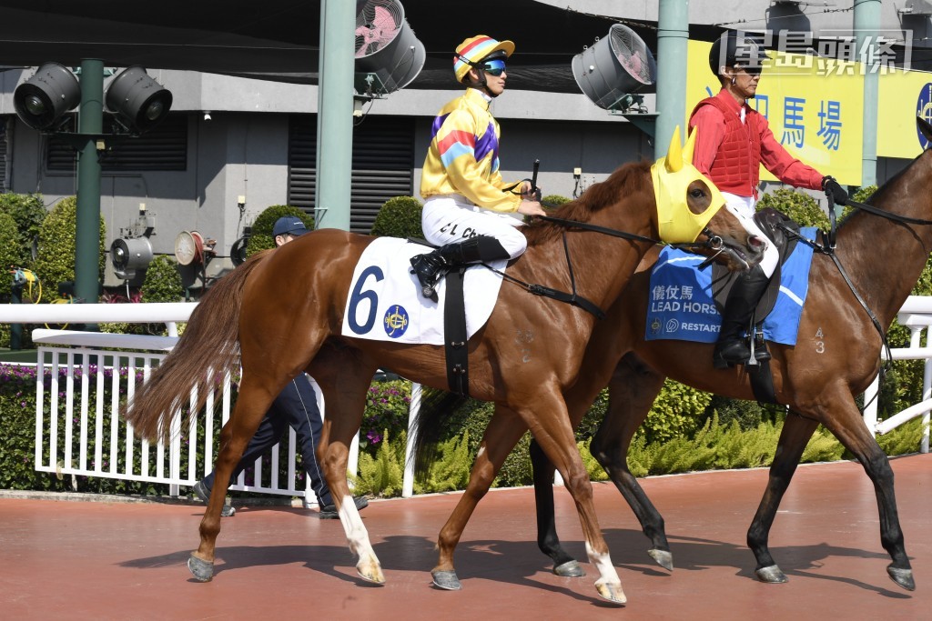 本周日跑馬地日馬賽，資深練馬師石哥派出不少馬應戰，其中「普魯托斯」(圖) 配楊明綸上陣。