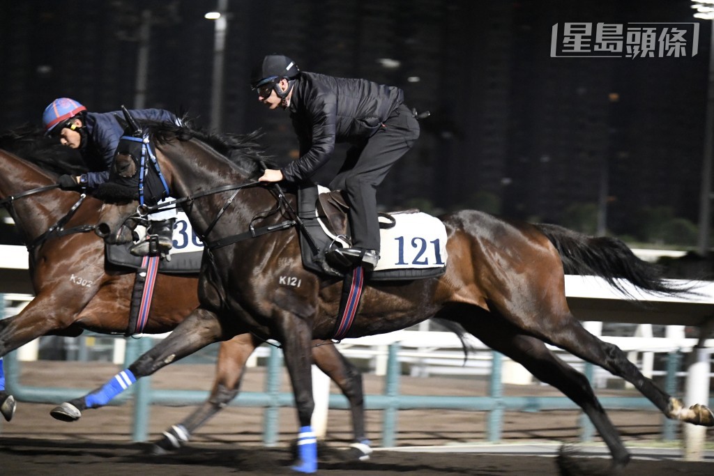 「金快飛飛」助手踱兩圈，豎起雙耳目光銳利，神生步爽朝氣勃勃，外觀好靚身壯色潤，佳態保持。