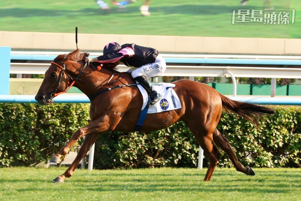 徐雨石訓練的「飛馬座」(圖) 上周日在港打開在港勝利之門。 徐雨石訓練的「飛馬座」(圖) 上周日在港打開在港勝利之門。