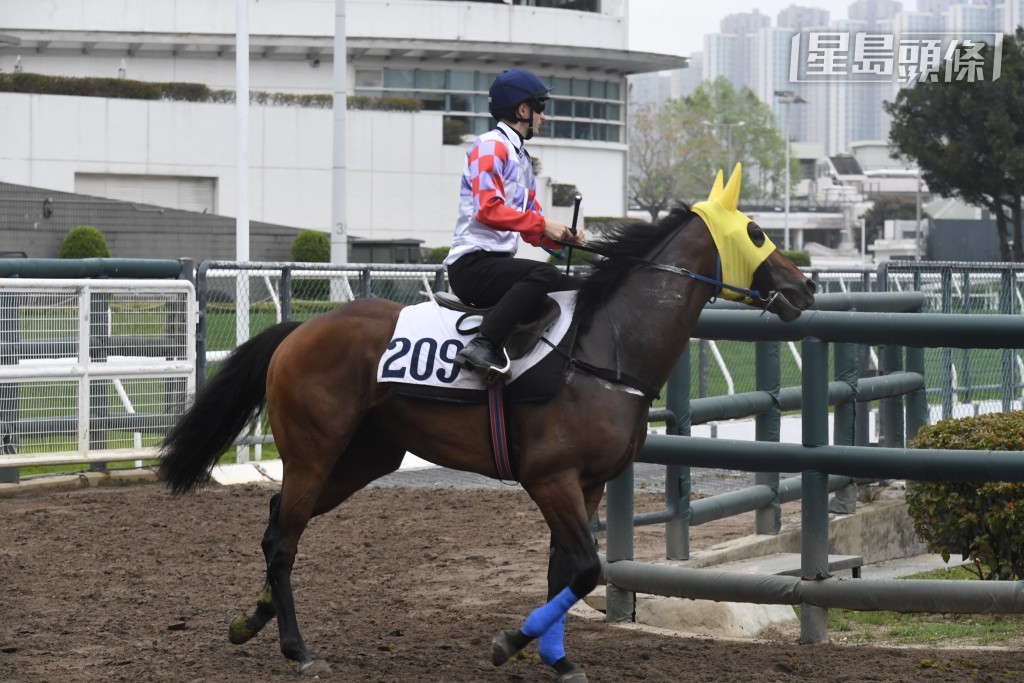 周日初出的自購馬「大浪園田」(圖) 亦未許輕視，開操多時備戰充分。