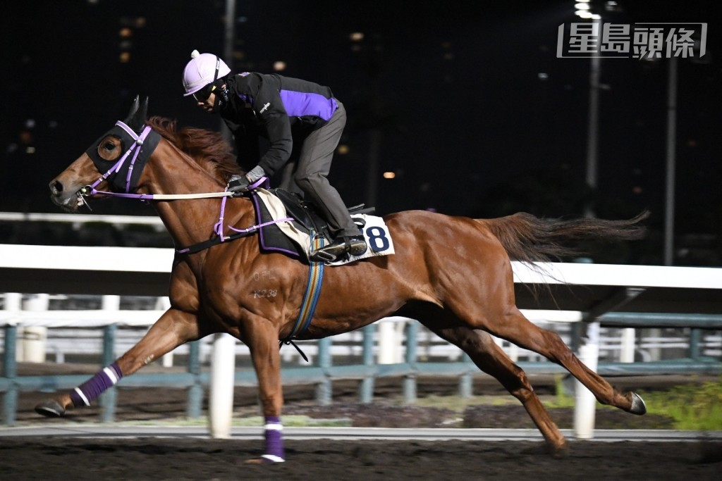 「臻至辰」(圖) 由助手在全天候跑道上操練,倉主蘇偉賢全程高舉望遠鏡細心檢視,對馬兒重視之情洋溢於色。 「臻至辰」(圖) 由助手在全天候跑道上操練,倉主蘇偉賢全程高舉望遠鏡細心檢視,對馬兒重視之情洋溢於色。
