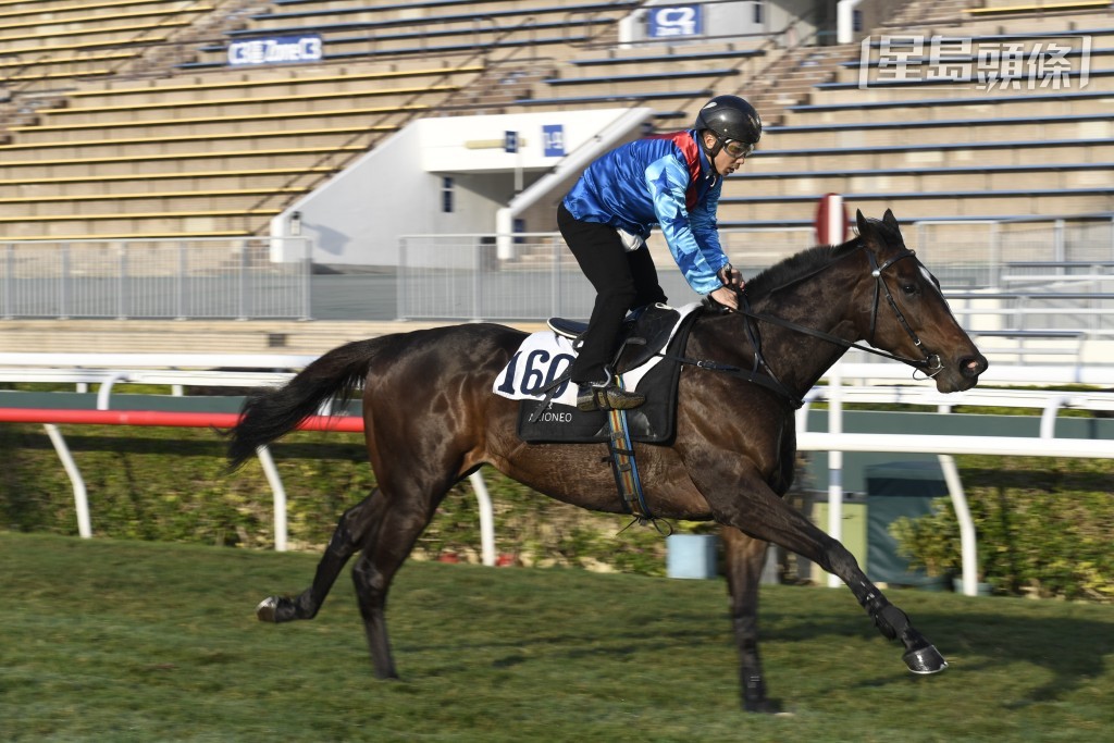 洪祖杭和洪羽緁名下的「清雲龍駒」(圖)，將在周三晚在港初出跑第六場三班千八米，由馬昆主轡。