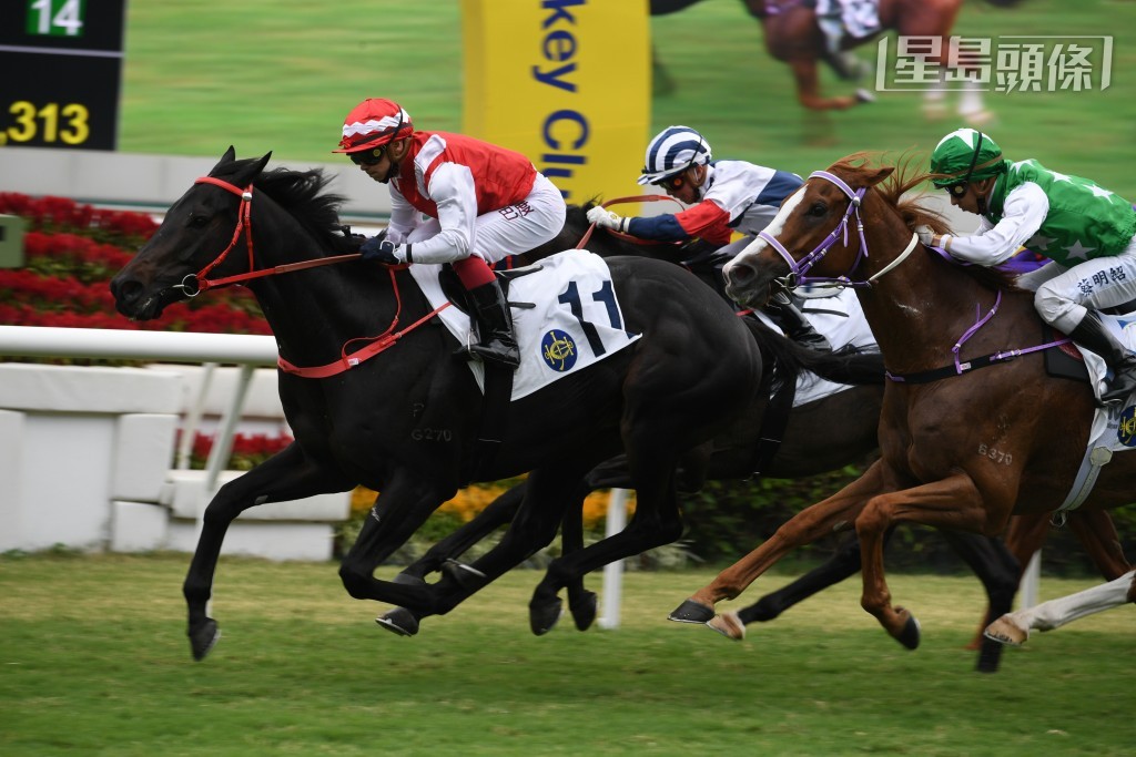 林子雲醫生過往養過「智力寶」、「安力寶」（圖）、「威力寶」、「活力寶」等多駒，都是交由蔡約翰訓練，當中不乏交出優秀表現。