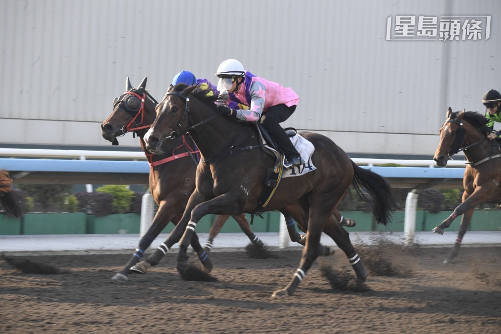 希威森周日坐骑包括「鸿图大展」、「包装福星」、「暴风一族」（图）、「有你有我」、「同心同乐」、「千杯不醉」及「怡昌奇兵」。