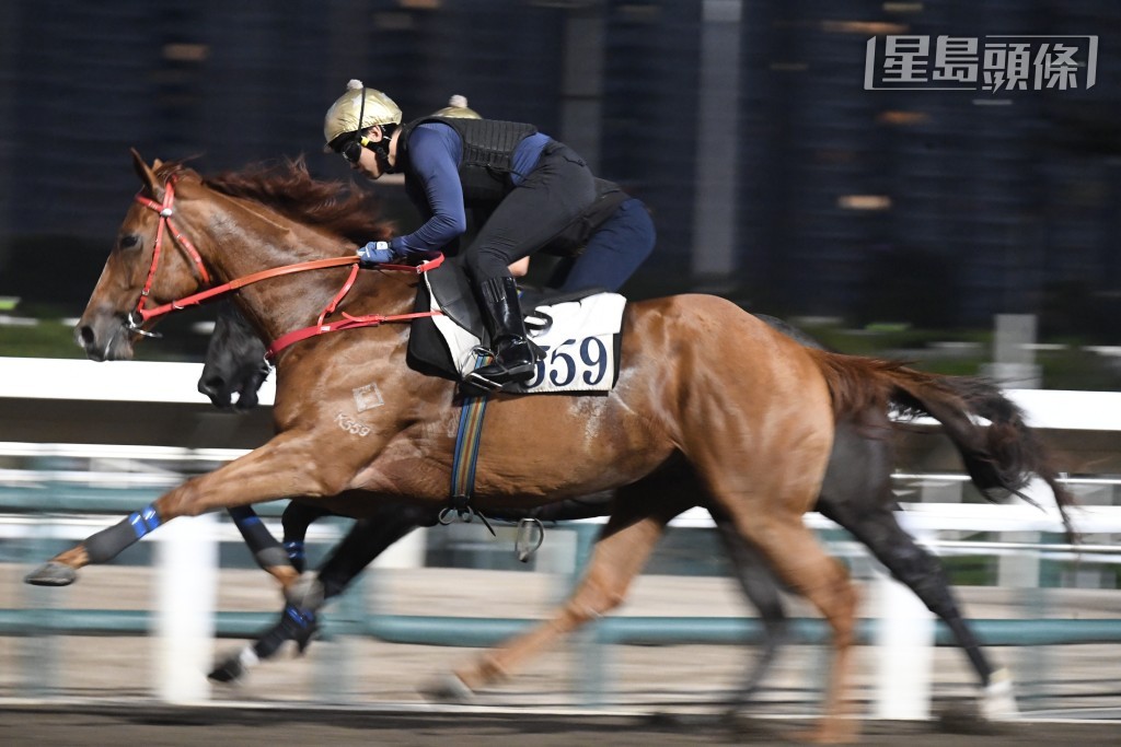 「機械之星」助手踱一圈，唔急唔搶氣定神閒，馬身好實淨，暗火展現雙目有神，持續進步勇況已備。