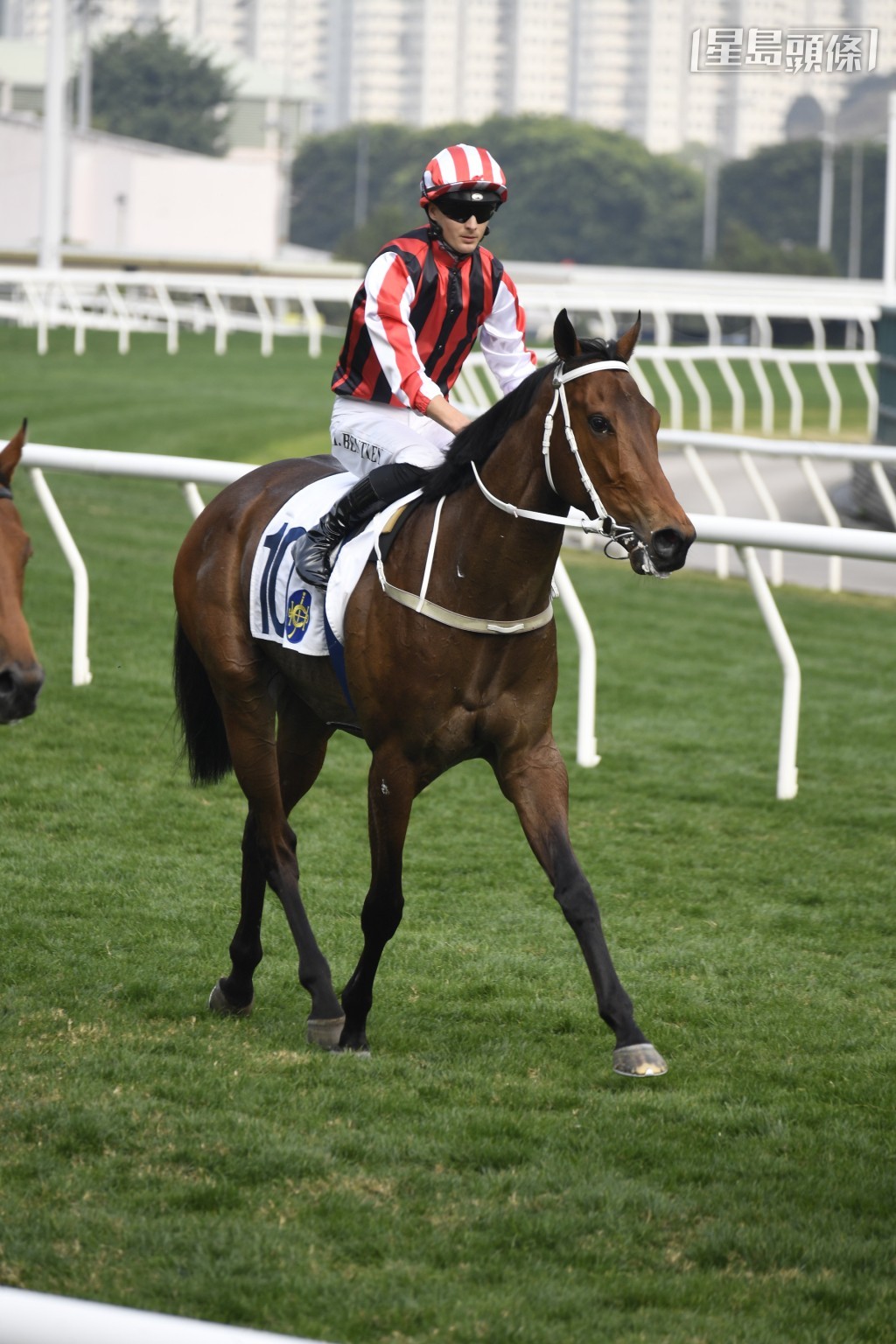 「奔放」(圖) 近仗由鍾易禮主理，將增程出戰三班二千米。