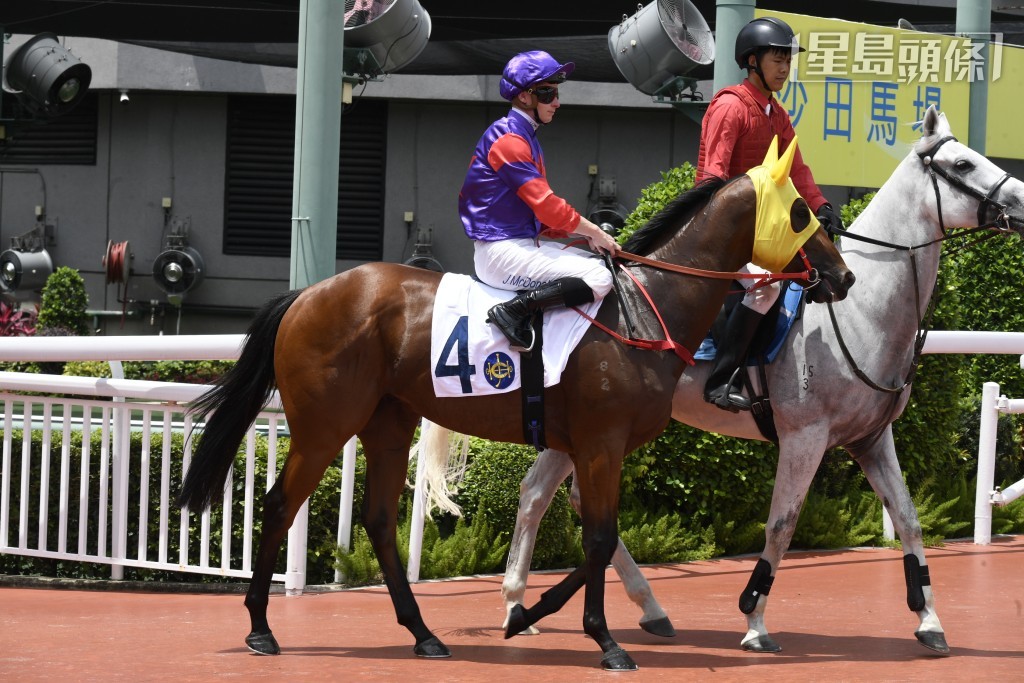 黃寶妮當晚還為「老鼠斑」(圖)、「螢影飛馳」及「耀昌勝世」等駒主轡。