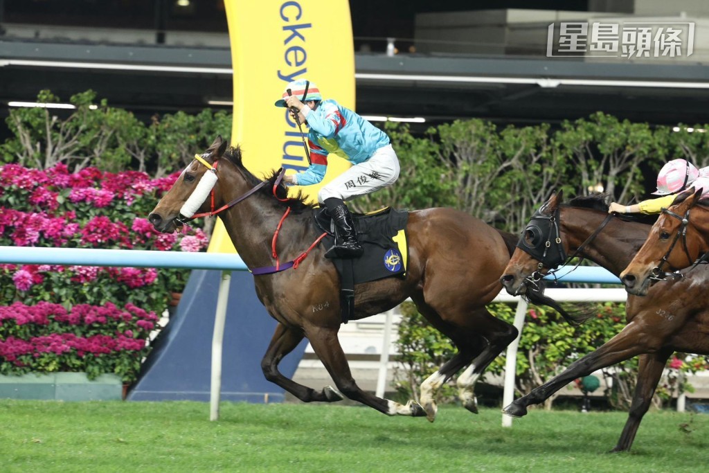 周三晚谷草赛事，陈桥森的「翠儿威威」(图) 将出争第七场三班一哩，由周俊乐主辔，若然顺利赢马，当有助周俊乐争告东尼奖。