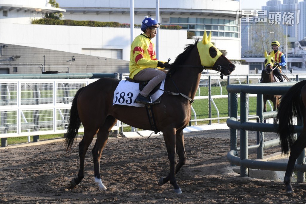 羅建生今次引入「喜慶寶」（圖）來港，且看能否在呂健威訓練下，一樣交出佳績。