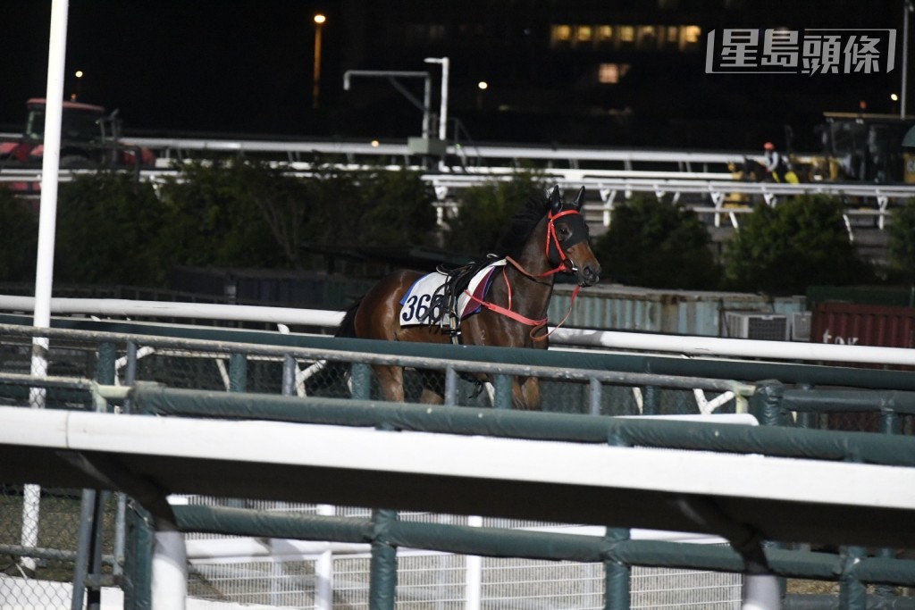 今早大约五时，蔡廐「爆出美丽」(图) 抛下骑马人走甩，不久被捉回，人马无碍。