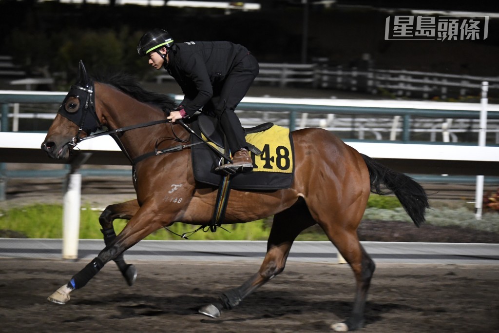 巫顯東今朝又一次為「萬事靚」(圖) 主試，除了交出不俗走勢，回程時巫巫仔更一再拍馬頸以示鼓勵。(資料圖片)