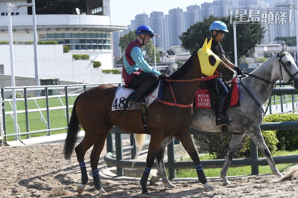 「豐功偉績」（圖）上場排外檔被逼走外疊，敗難作準，今場排四檔有望補中。