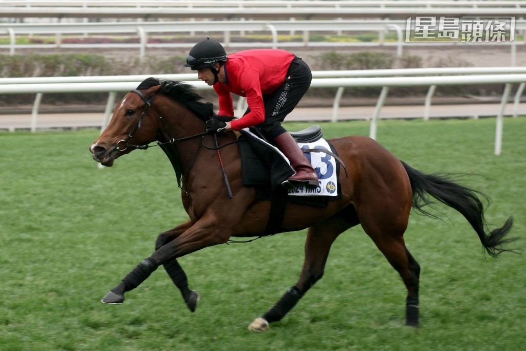 十三號拍賣馬今早進行試跑示範。 十三號拍賣馬今早進行試跑示範。