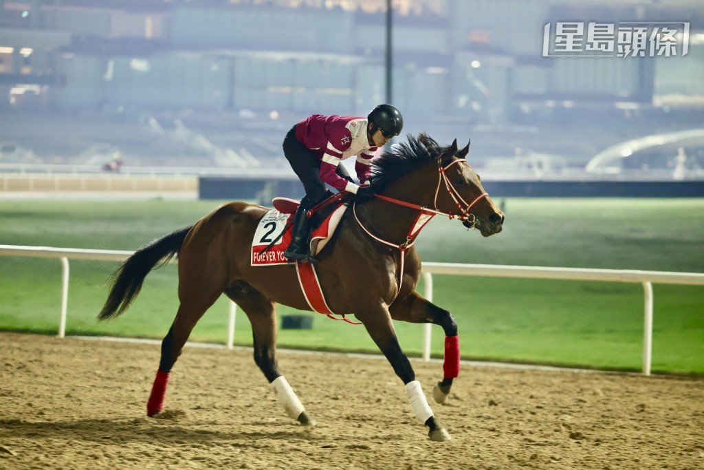 「青春永駐」(圖) 今仗將與八匹強敵爭逐,包括會與後勁凌厲的「寶礦獅山」再度交鋒。 「青春永駐」(圖) 今仗將與八匹強敵爭逐,包括會與後勁凌厲的「寶礦獅山」再度交鋒。