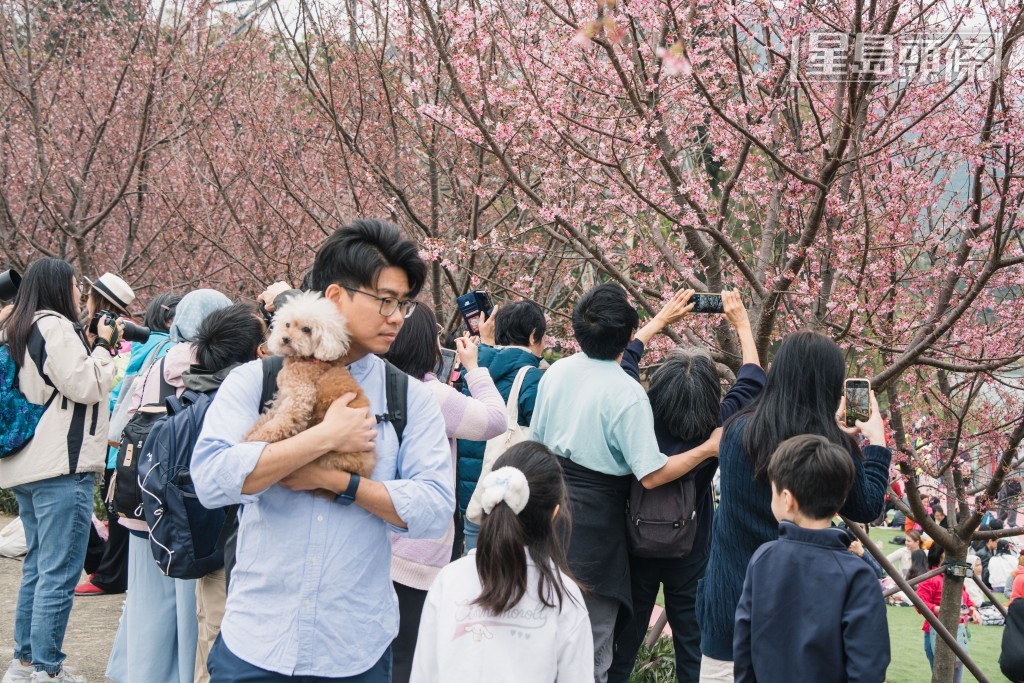 大批市民前往拍照打卡。