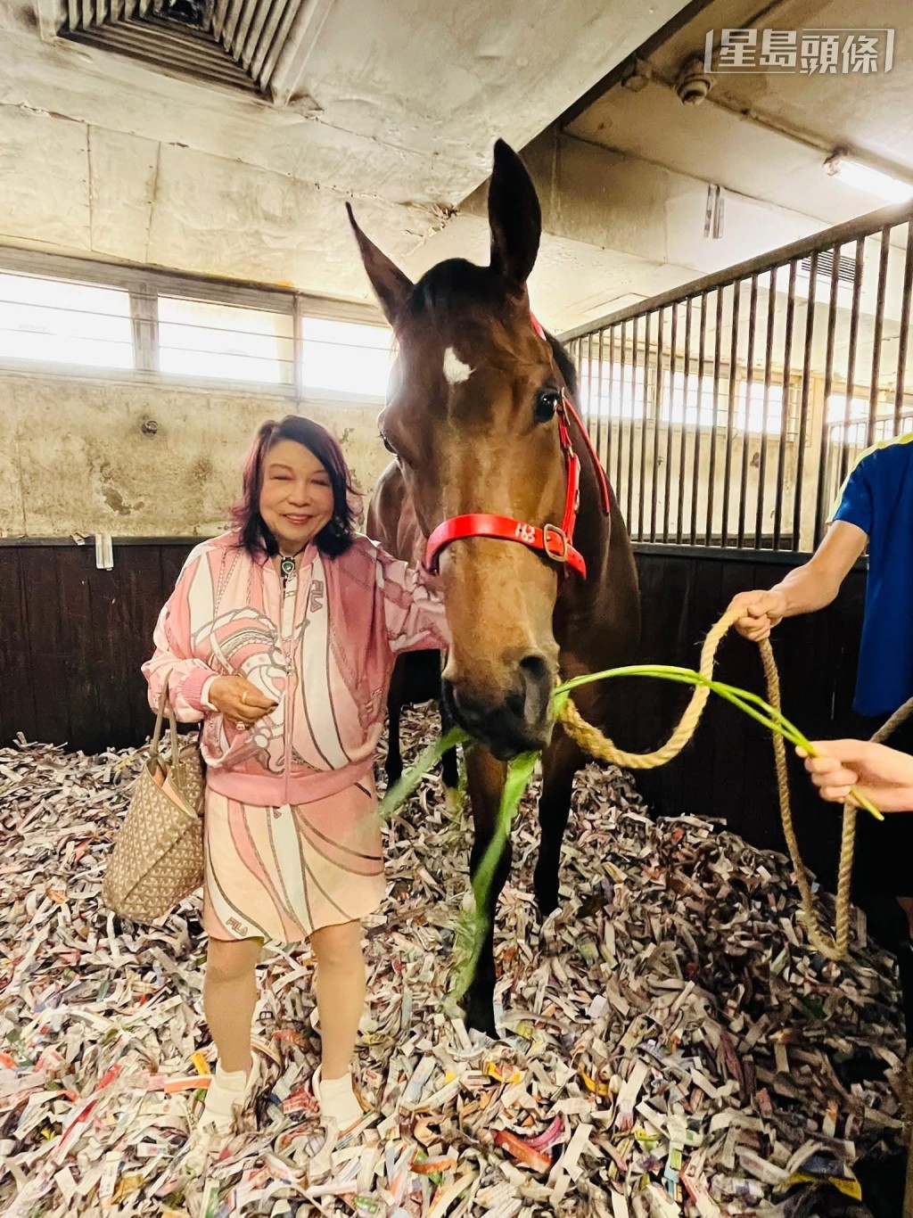 伍燕梅日前专程前往告东尼马房探望「万事胜利」，喂马儿吃青草。