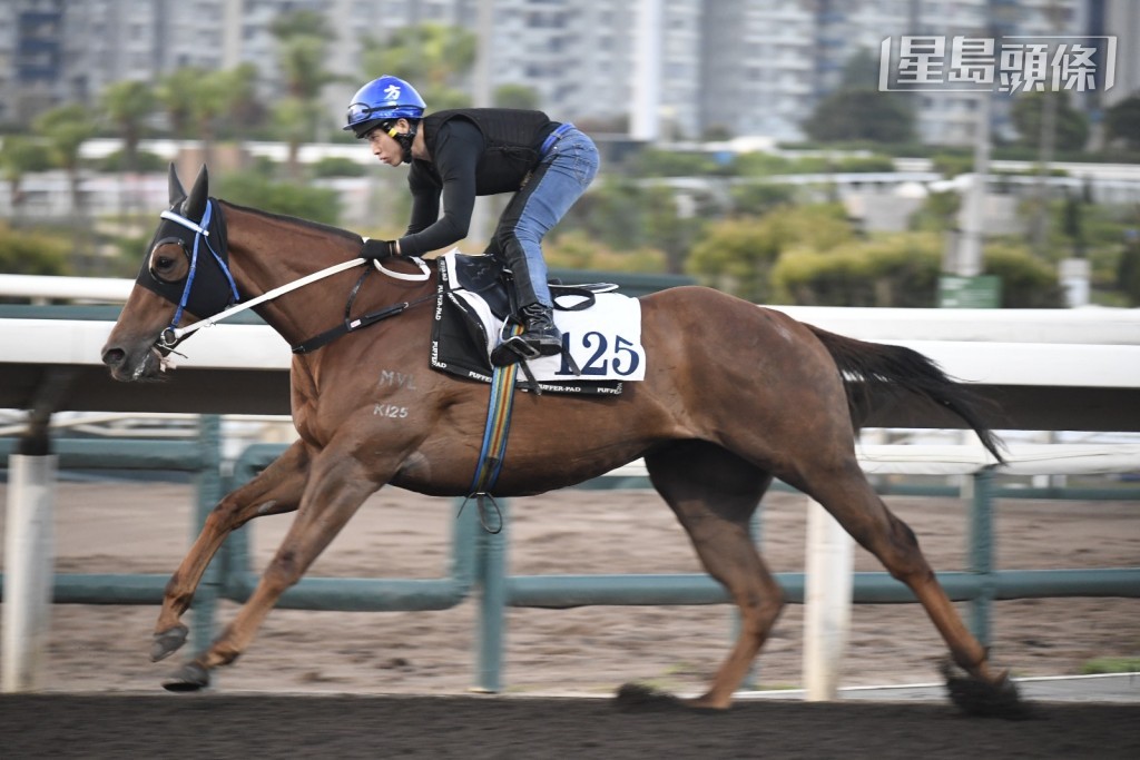「富心星」(图) 上场配麦文坚跑谷草千二米得第三名,今场人马再战力求补中。 「富心星」(图) 上场配麦文坚跑谷草千二米得第三名,今场人马再战力求补中。