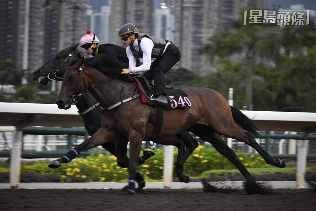 今早周俊樂過檔在大圈考驗「樂勝天下」(外),為馬兒磨起狀態,倉主姚本輝吼到實。 今早周俊樂過檔在大圈考驗「樂勝天下」(外),為馬兒磨起狀態,倉主姚本輝吼到實。