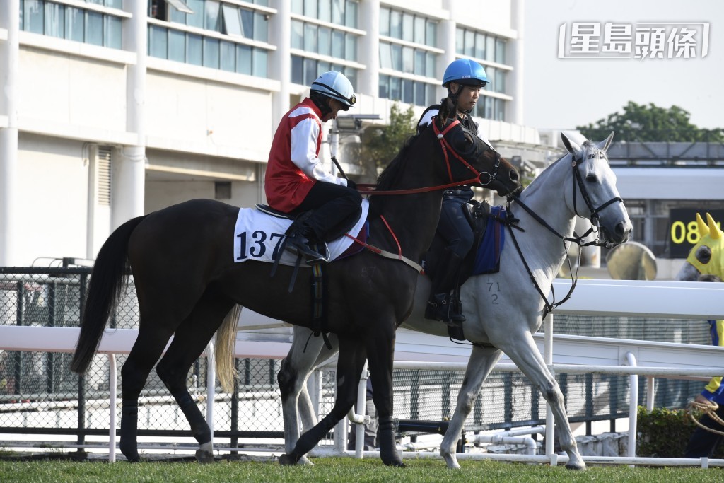 「嘉力寶」(圖) 周日沙田賽事在港初出，出戰第七場四班千四米，或有力與蔡約翰手再合作交出佳績。