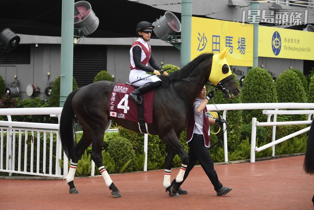 二四年短途馬錦標冠軍「賢德之君」(圖) 和去年有馬紀念盟主「博物街」等，仍將準備到杜拜出賽。