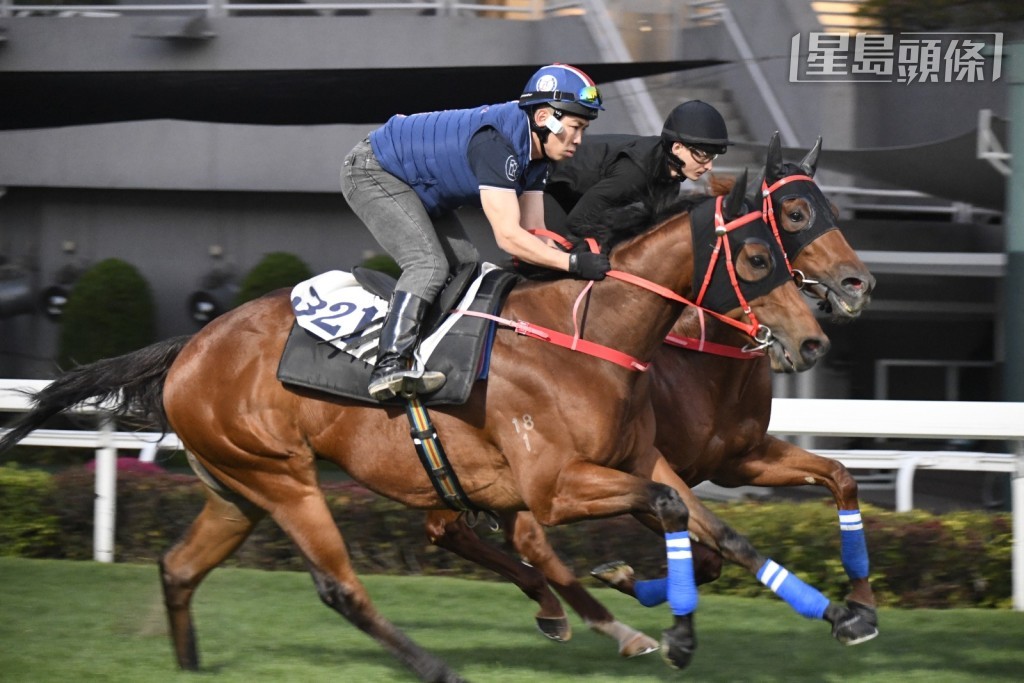 今早沙田晨操，「紫荆盛势」(内) 与厩侣「遨游波士」(外) 在草地拍跳。