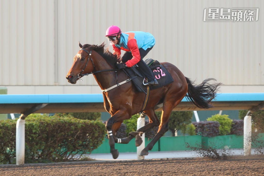 大卫希斯说：「『嘉应高升』(图) 今课试闸的表现十分出色。马儿的出闸速度可能是我见过最快的一次。牠出闸十分迅速，随后便轻松领放，最终一如预期般率先冲线。」