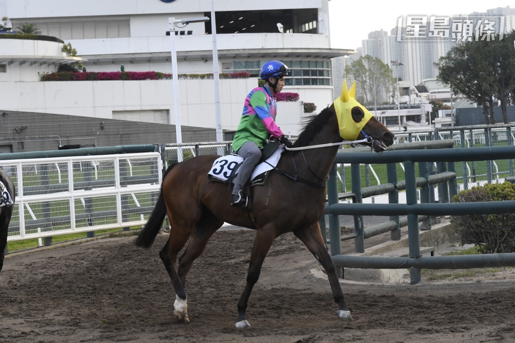周日（三月二十九日）沙田賽事，方嘉柏旗下的「信心星」及「順善寶」(圖) 均交由黃智弘策騎。