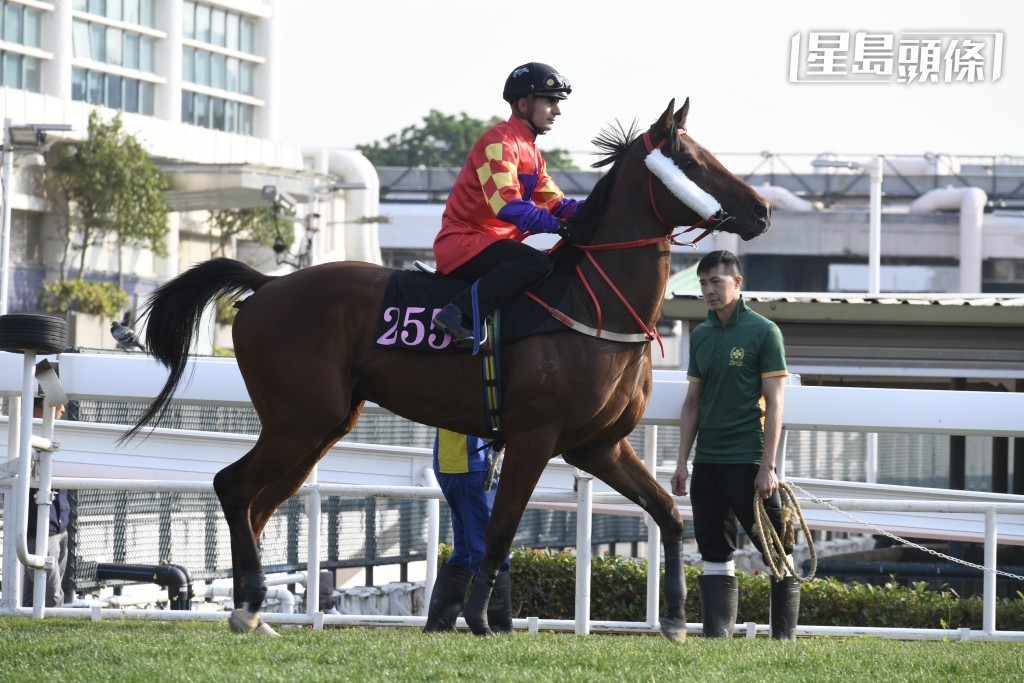 「红旺缤纷」今次转场初跑谷草一哩，由近期手风转顺的潘明辉操刀，或有力试出彩虹。