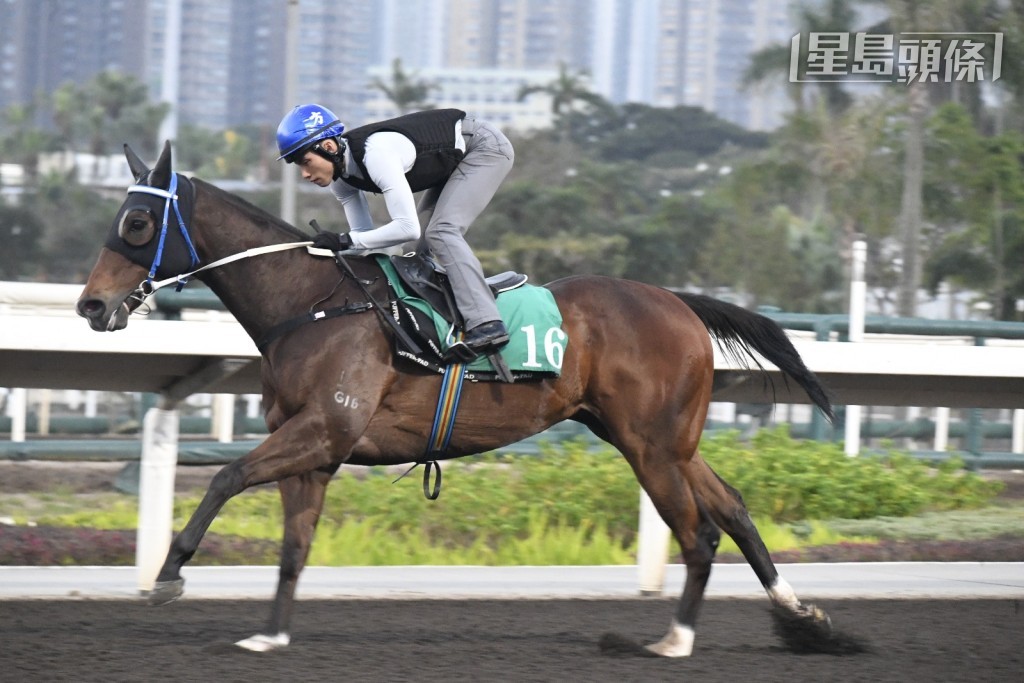 當「好好戀愛」和「鈁糖武士」(圖) 一對周三谷草參戰馬出操時，方氏父子聚精會神地吼實，動態積極。
