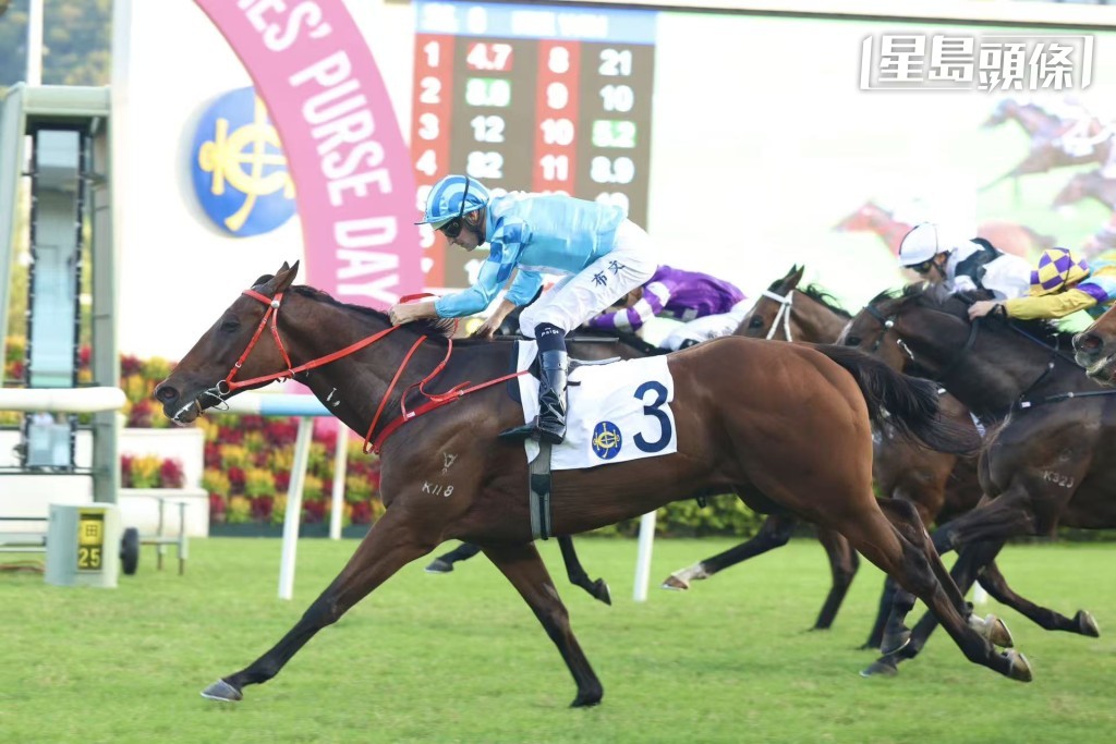 今期跑馬地夜賽，馬主廖文濠的一對同主馬「戀愛狂」(圖) 和「好好戀愛」，分別出戰第五場四班千二米西洋會挑戰盃及第九場三班千二米。