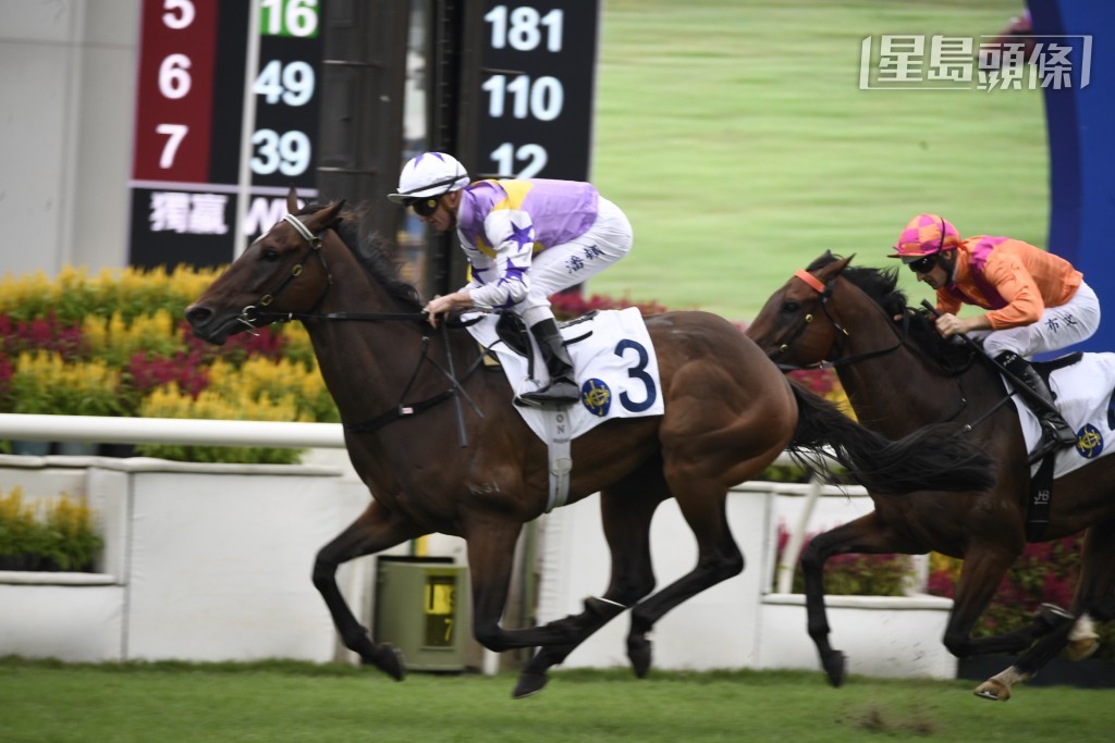 今日沙田赛事，陈氏伉俪的「紫荆拼搏」(图) 将出战第九场三班千六米，全力争取佳绩，且看「紫荆」系马能否乘胜追击。