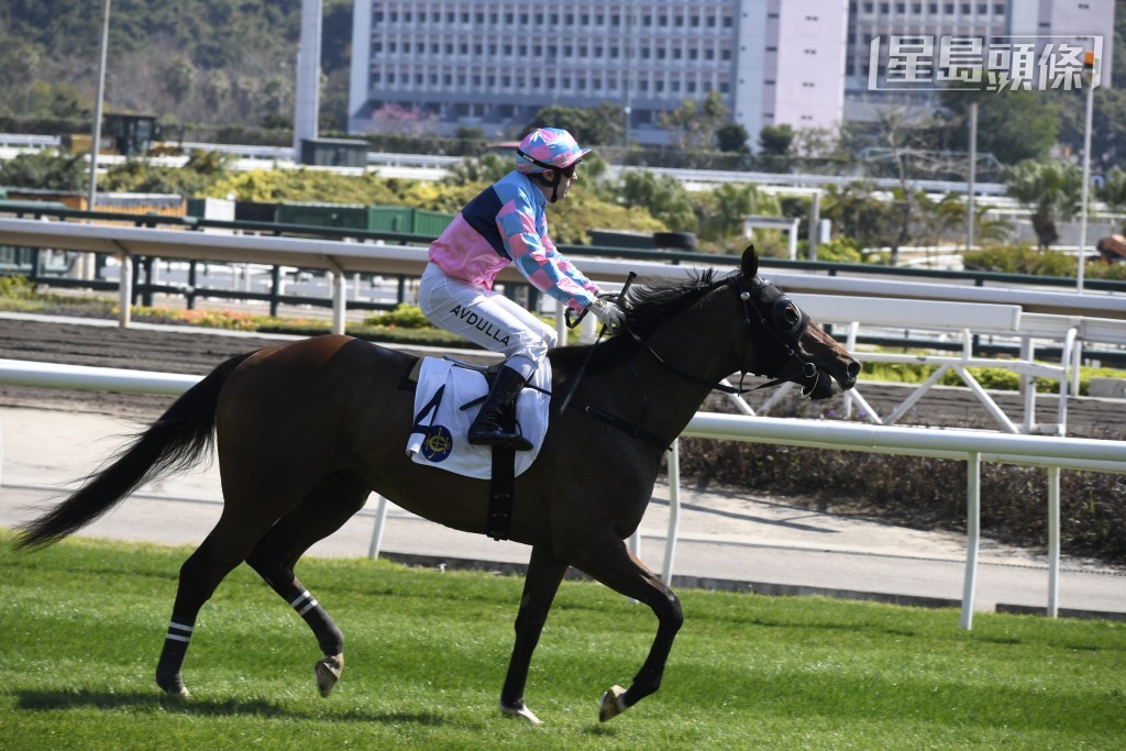 「创宝驹」（图）将出战第五场四班千四米，马主之一杨存州早荆参与鲍思高慈善步行活动。