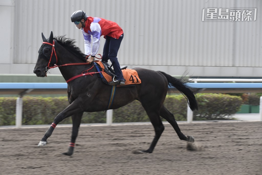 巫廄「幸運糖」(圖) 亦初試啼聲，最近一次試從化大閘更在俊仔胯下跑第一，試準而臨隨時即食。