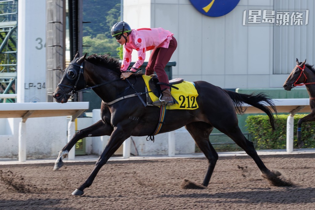 「禪勝輝煌」(圖)「自強不息」今天分別在周俊樂胯下進行試閘，為9月7日遠征韓國備戰。