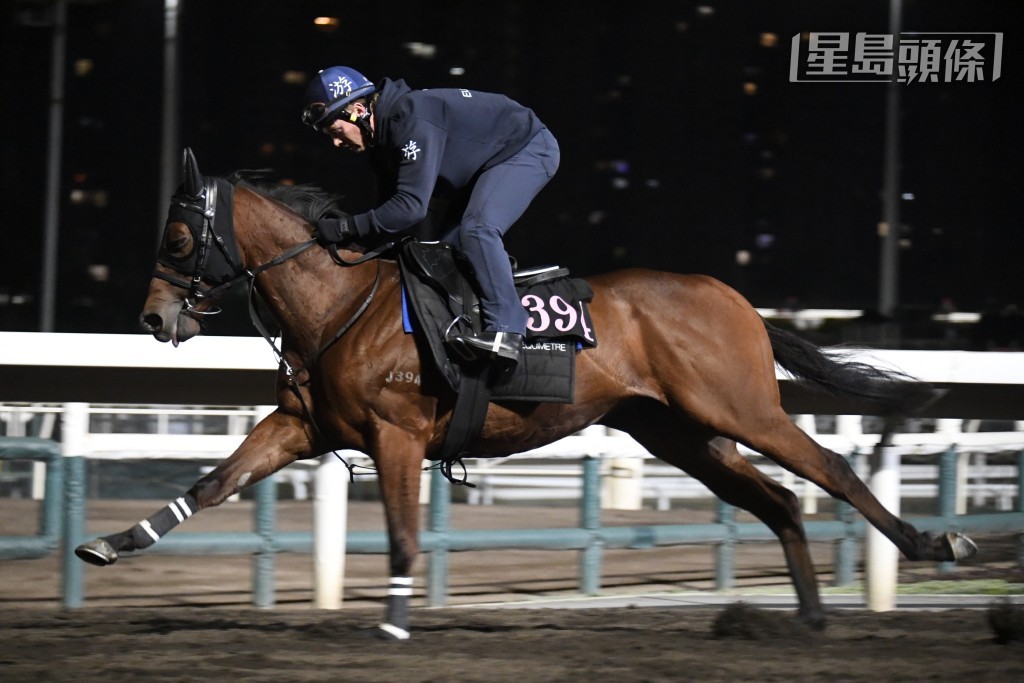 「马上盈」(图) 助手踱两圈，神色好过之前，火气亦然坠手起劲，马身结实毛色唔淡，观感胜前大有进展。