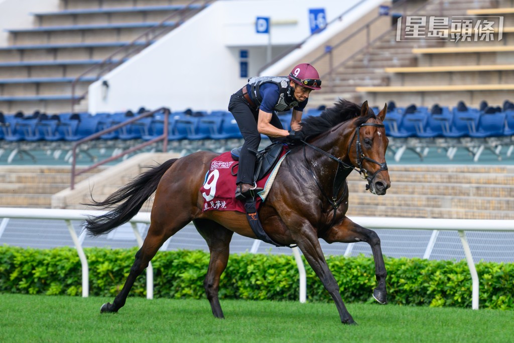 全朝焦点是骑师莫雷拉策骑冠军一哩赛日本代表「一束芳花」，跟另一匹日本赛驹「里见梦境」(图)，一同到草地跑道岀试。两驹都走来畅顺有力，应已做足赛前准备。