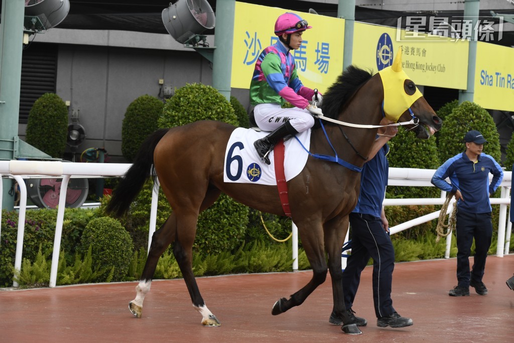 「順善寶」(圖) 轉入方廄後兩戰均跑入前四名，方嘉柏都希望盡快為此馬爭取轉廄後首捷，今場由主帥莫雷拉主轡，勢必全力爭勝求交代。