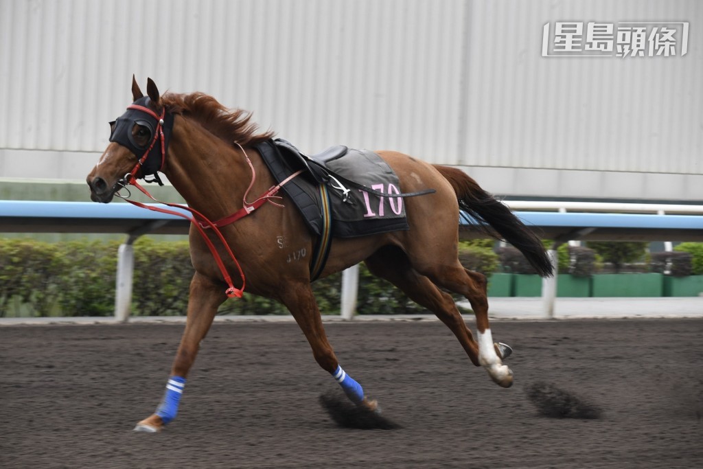 今早沙田举行四组泥地试闸，其中第三组千二米泥地试闸中，当潘明辉策骑罗厩的「明亮天下」出闸后即被抛下堕马，吉马走甩，幸好人马没有受伤，有惊无险。。